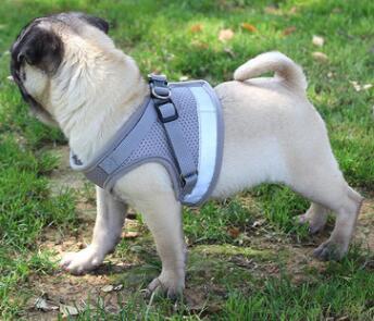 Puppy Dog Harness And Leash Set