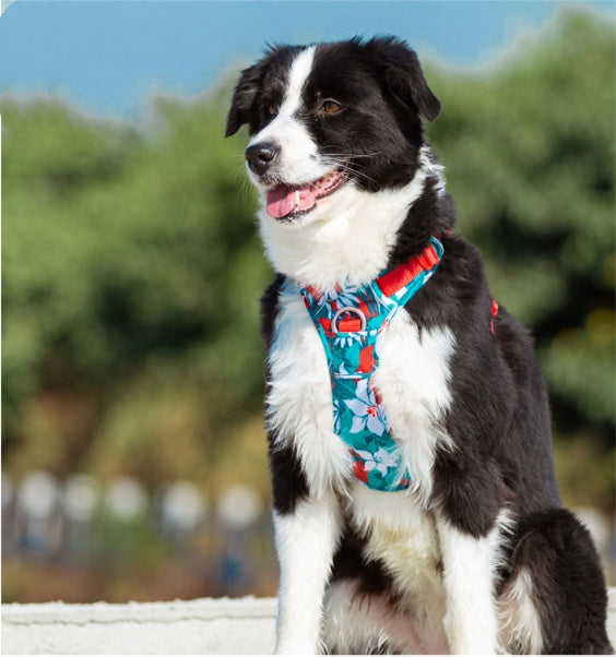 Adjustable Dog Leash & Vest Strap