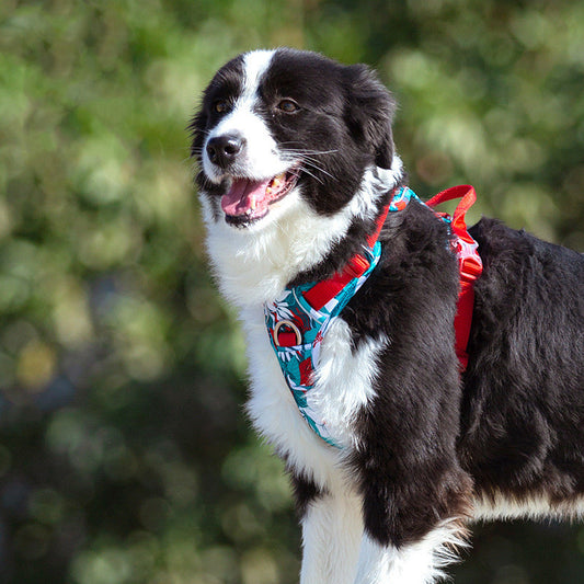 Adjustable Dog Leash & Vest Strap